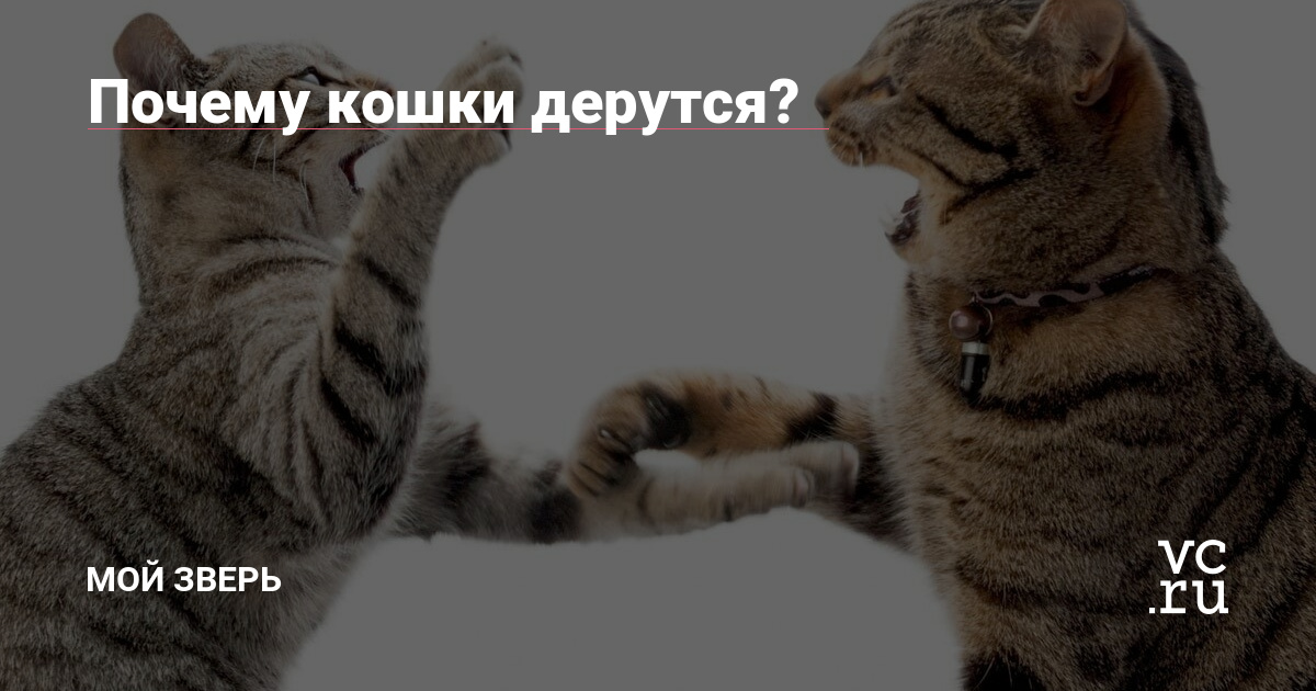 Почему кошки дерутся?🐱 — Мой зверь на vc.ru